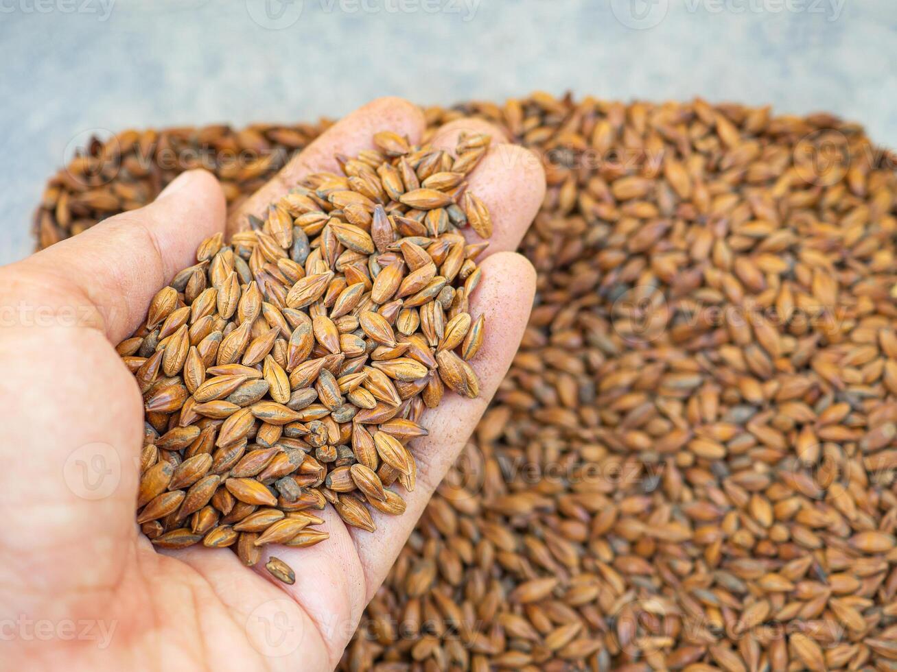 Dry barley grain brown malt ingredient in cooking and beverage production. Process of making craft beer from malt. Concept of alcoholic beverage homemade photo