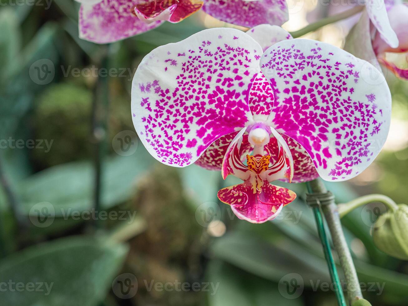 Phalaenopsis polka dots orchid or moth orchids are blooming in the garden photo