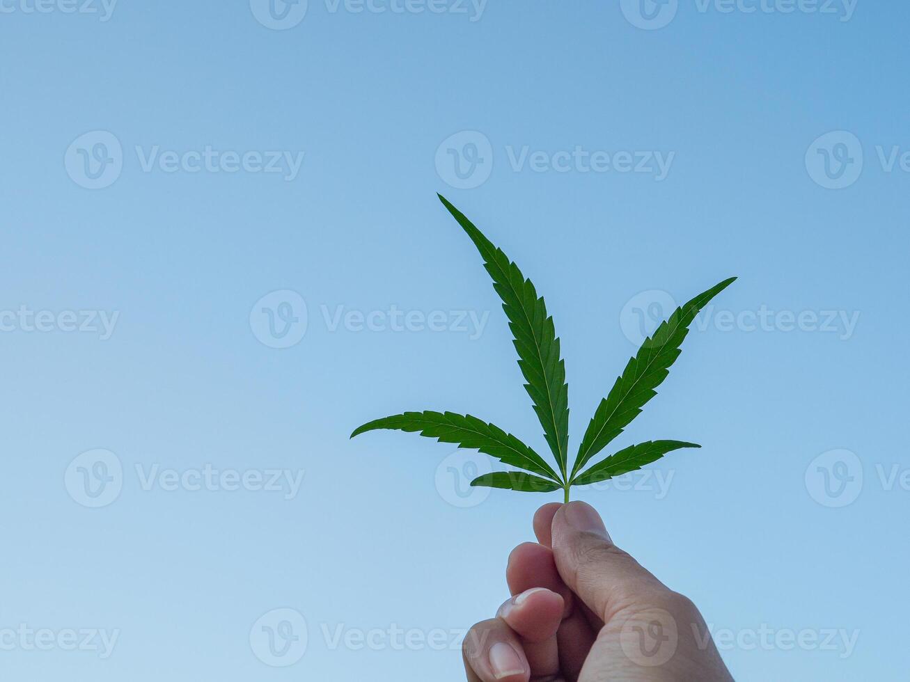 Hand of holding cannabis leaf with the sky background. The texture of marijuana leaves. Close-up photo with copy space for text. Concept of cannabis plantation for medical