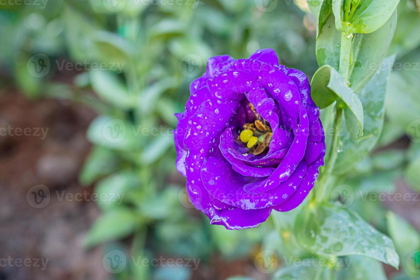 A Close-up of a purple lisianthus flower is blooming in the garden. Nature background with copy space for text photo