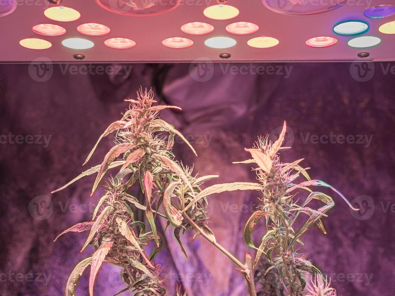 Cannabis plants growing at indoor farms use LED light, clay pellets, and a deep water culture system. The texture of marijuana leaves. Concept of cannabis plantation for medical photo