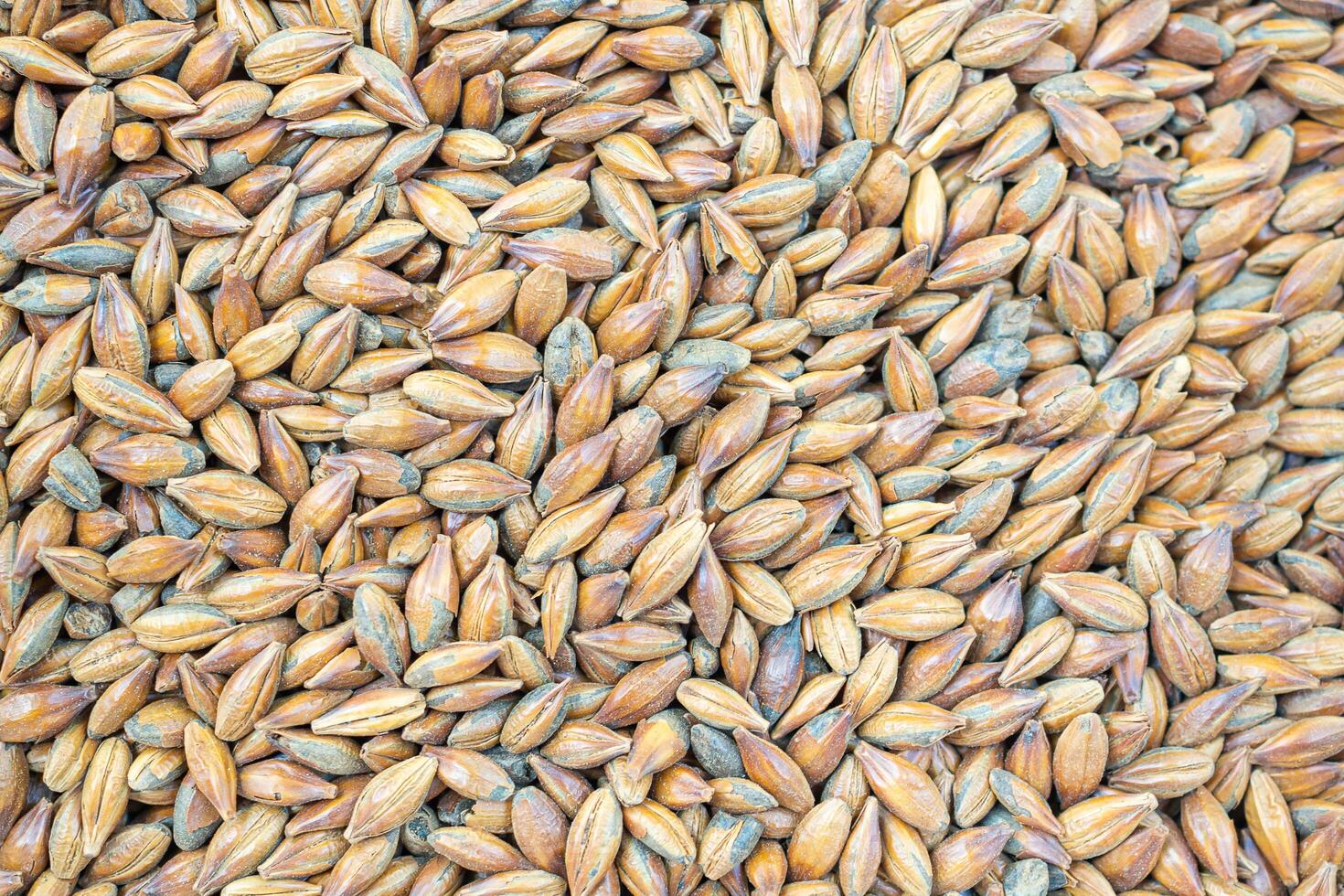 Full frame of barley grain malt ingredient in cooking and beverage production. Process of making craft beer from malt. Concept of alcoholic beverage homemade photo