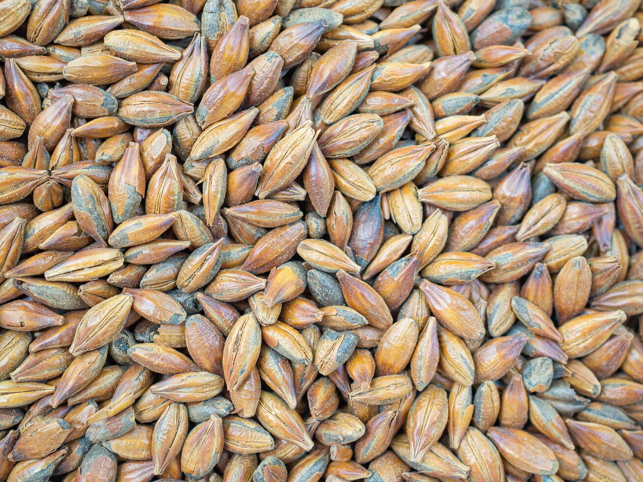 Full frame of barley grain malt ingredient in cooking and beverage production. Process of making craft beer from malt. Concept of alcoholic beverage homemade photo