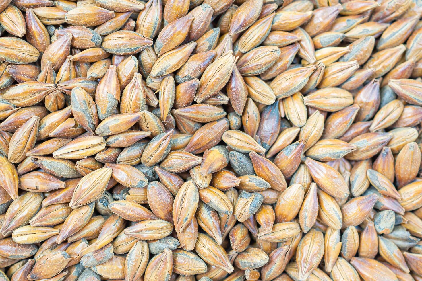 Full frame of barley grain brown malt ingredient in cooking and beverage production. Process of making craft beer from malt. Concept of alcoholic beverage homemade photo
