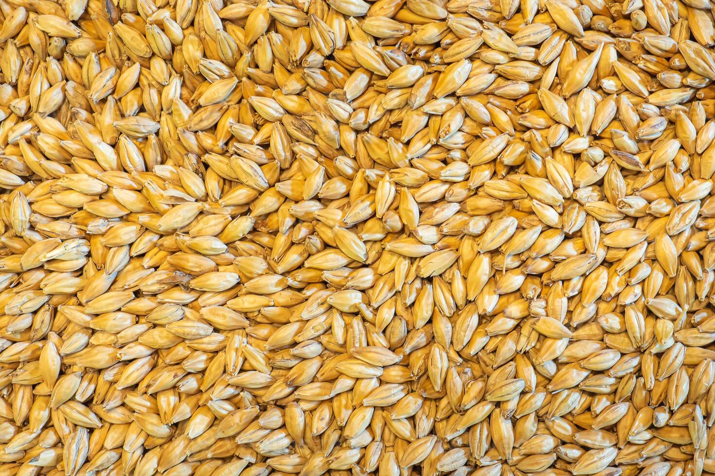 Full frame of barley grain malt ingredient in cooking and beverage production. Process of making craft beer from malt. Concept of alcoholic beverage homemade photo