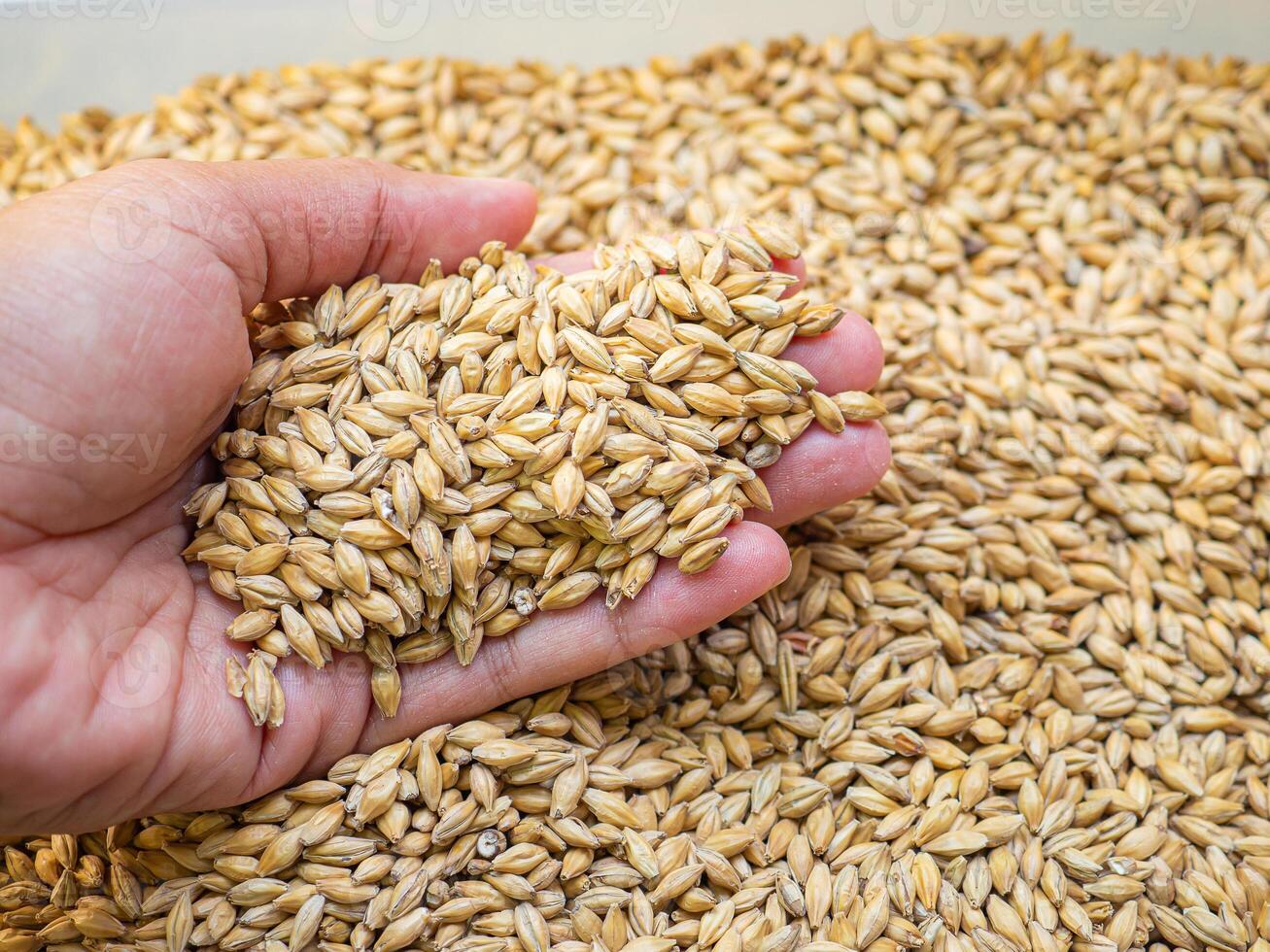 Dry barley grain malt ingredient in cooking and beverage production. Process of making craft beer from malt. Concept of alcoholic beverage homemade photo