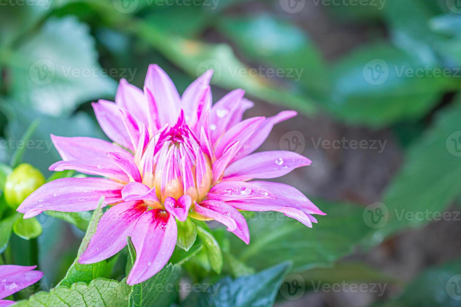 A Close-up of a pink Chrysanthemum flower is blooming in the garden. Nature background with copy space for text photo