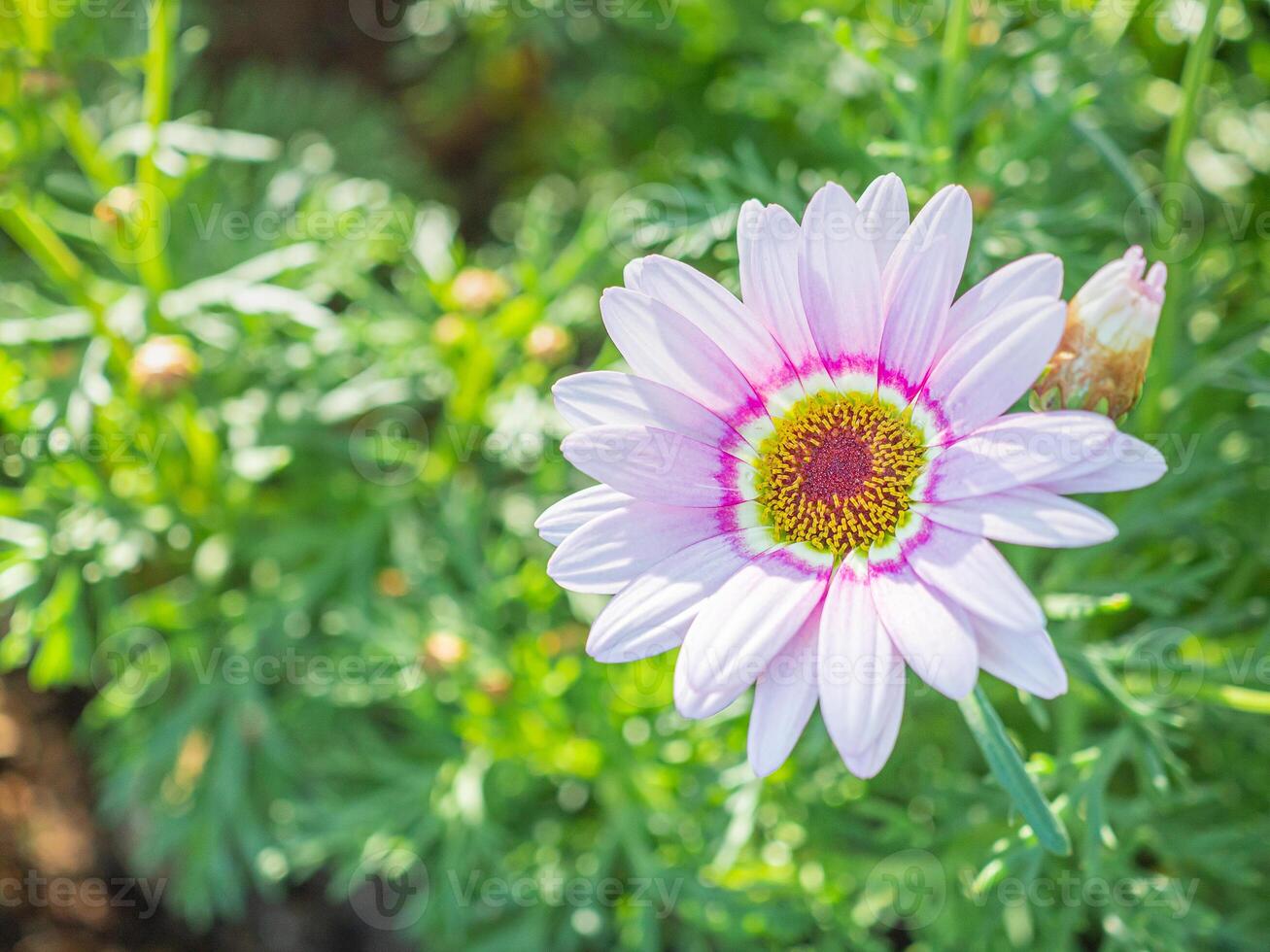 A Close-up of a Mexican Aster flower is blooming in the garden. Nature background with copy space for text photo