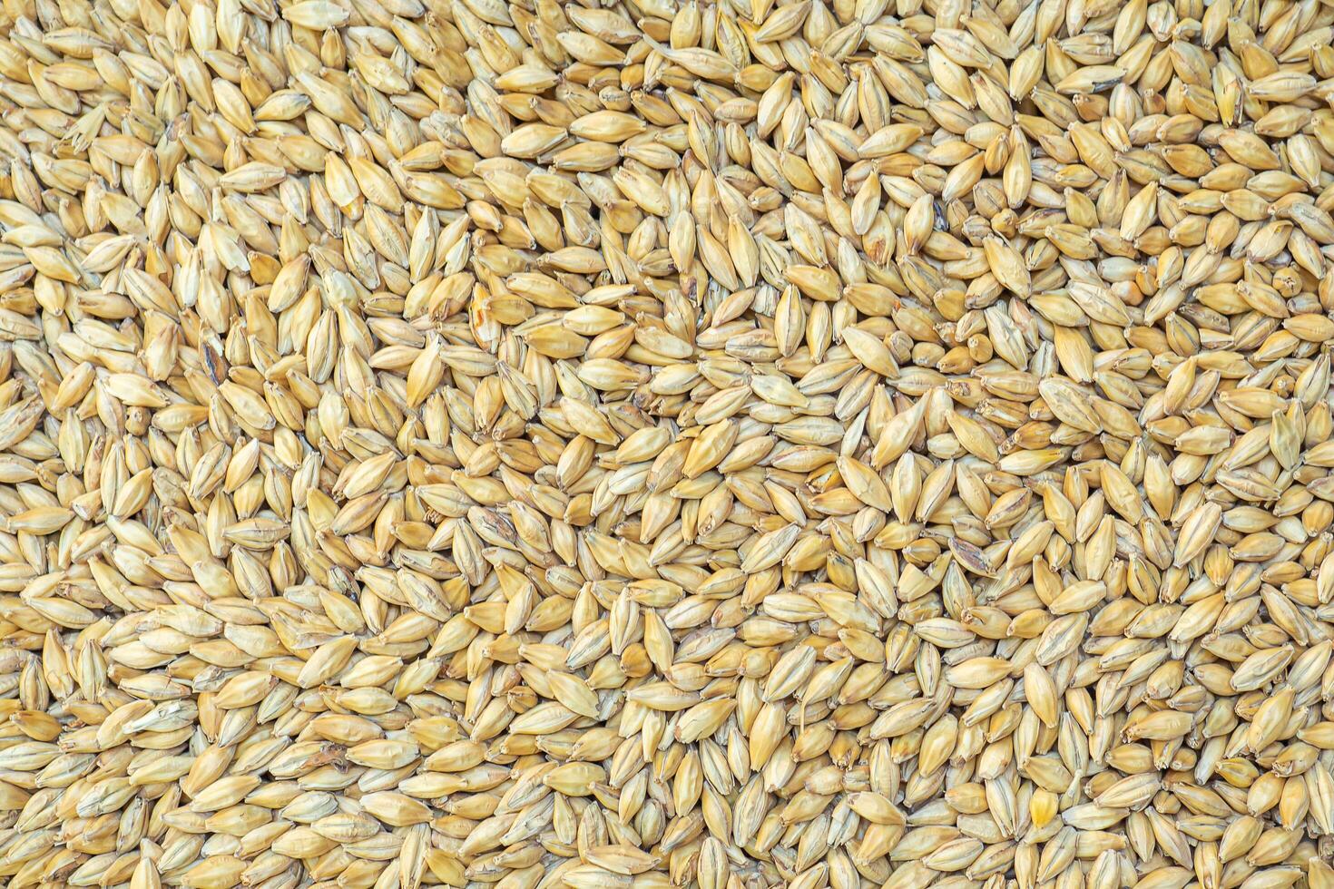 Full frame of barley grain malt ingredient in cooking and beverage production. Process of making craft beer from malt. Concept of alcoholic beverage homemade photo