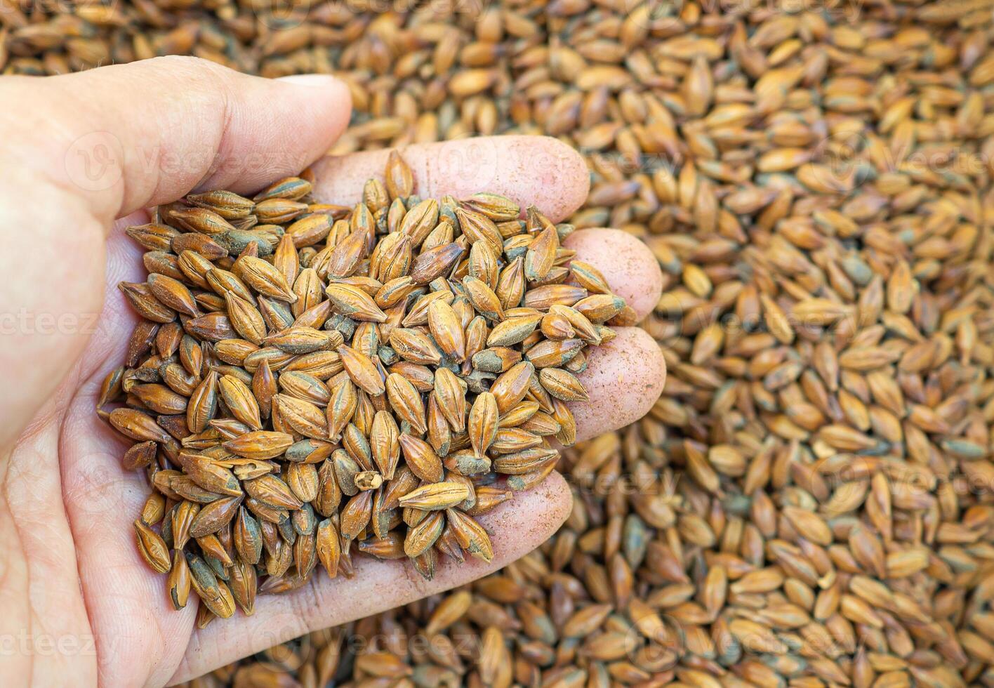 Dry barley grain brown malt ingredient in cooking and beverage production. Process of making craft beer from malt. Concept of alcoholic beverage homemade photo