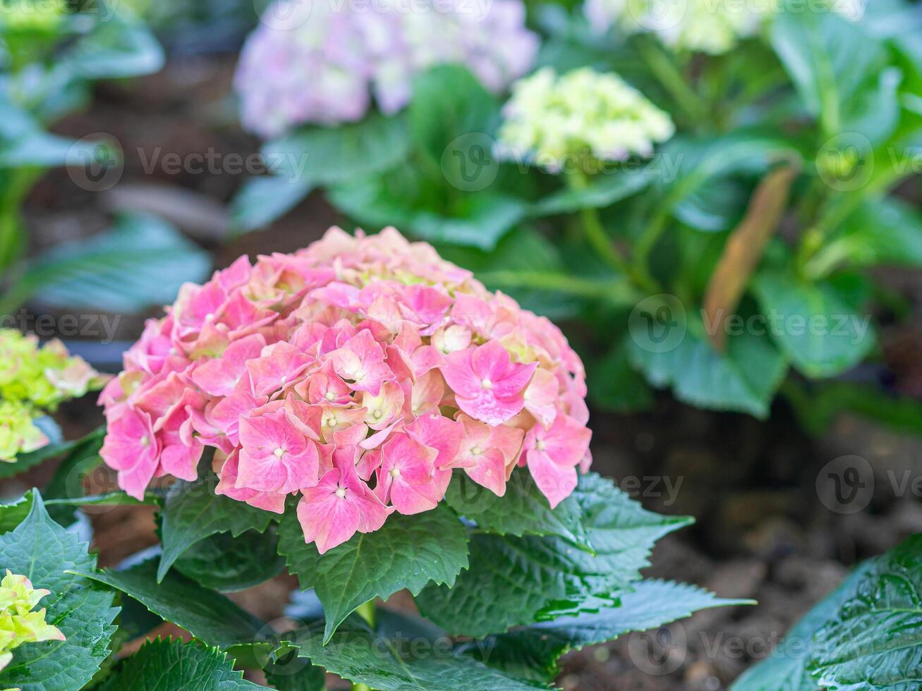 Close-up of pink and blue hydrangea is blooming in a garden. Beautiful bush of hortensia flowers photo