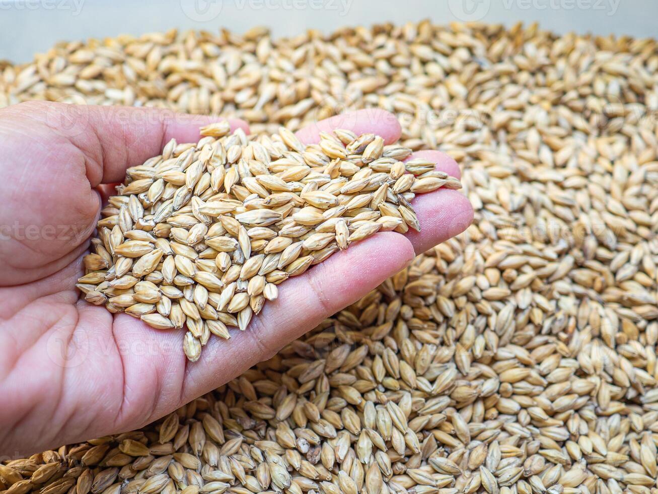 Dry barley grain malt ingredient in cooking and beverage production. Process of making craft beer from malt. Concept of alcoholic beverage homemade photo