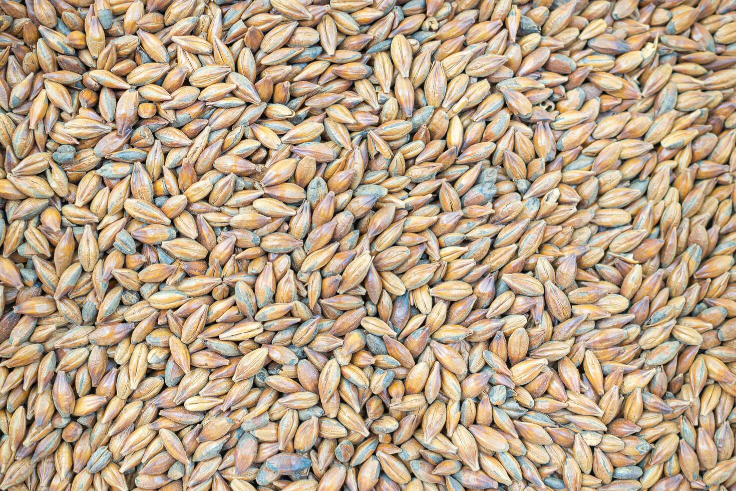 Full frame of barley grain malt ingredient in cooking and beverage production. Process of making craft beer from malt. Concept of alcoholic beverage homemade photo