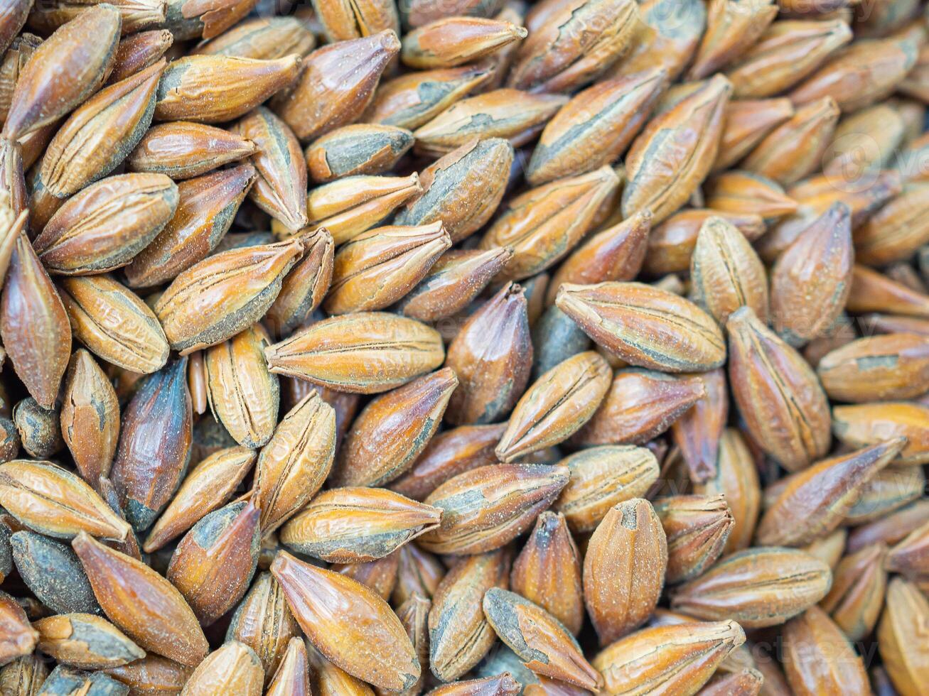 Full frame of barley grain brown malt ingredient in cooking and beverage production. Process of making craft beer from malt. Concept of alcoholic beverage homemade photo