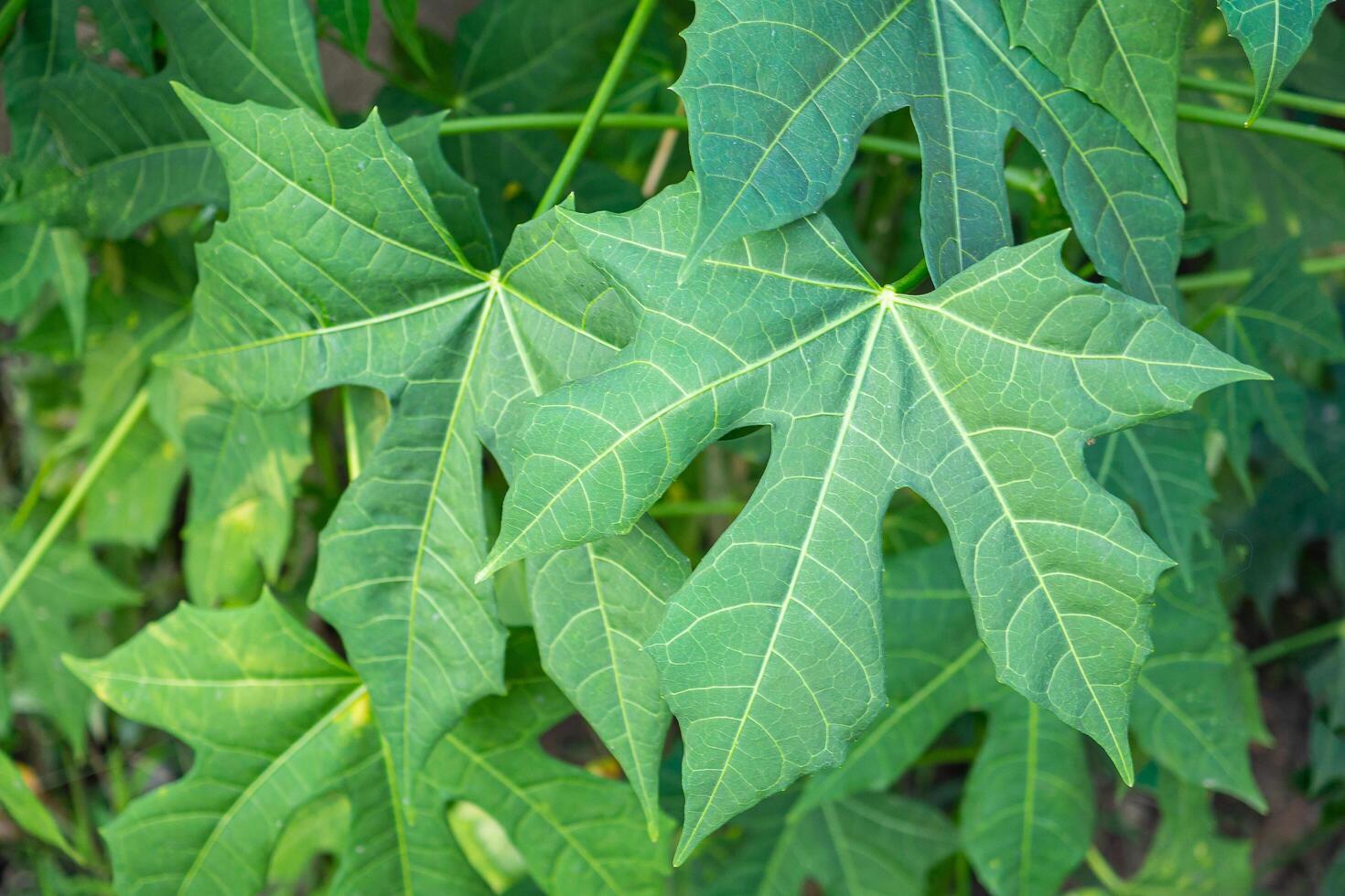 Tree spinach is scientifically named Cnidoscolus chayamansa McVaugh a very nutritious vegetable. It is a good source of protein, vitamins, and many other minerals. Concept of healthy vegetables photo