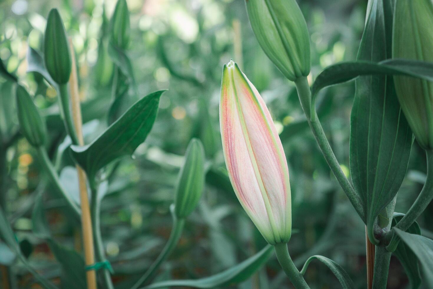 A Close-up of a bud lily flower in the garden. Nature background with copy space for text photo