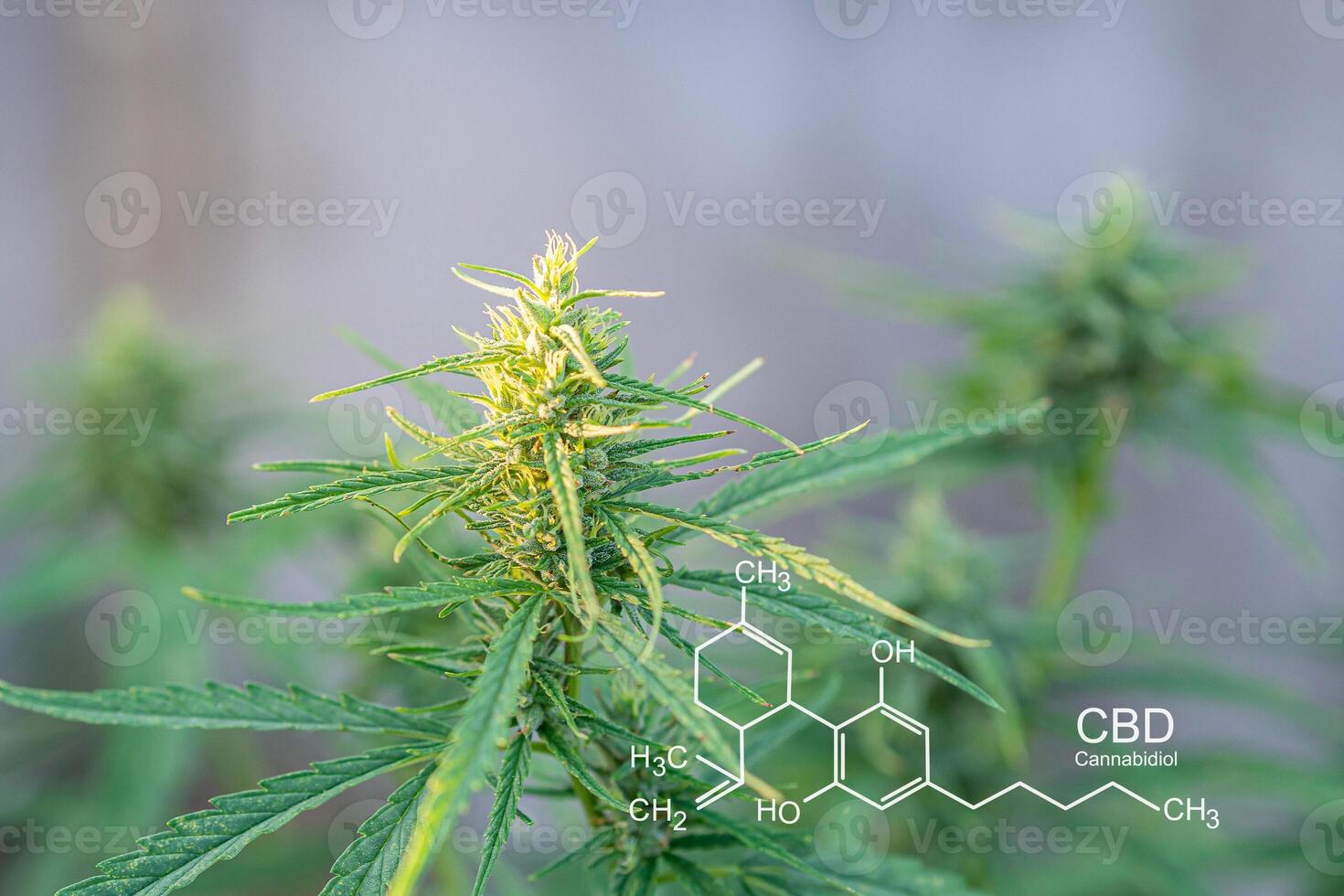 Cannabis plant growing at outdoor farm. photo