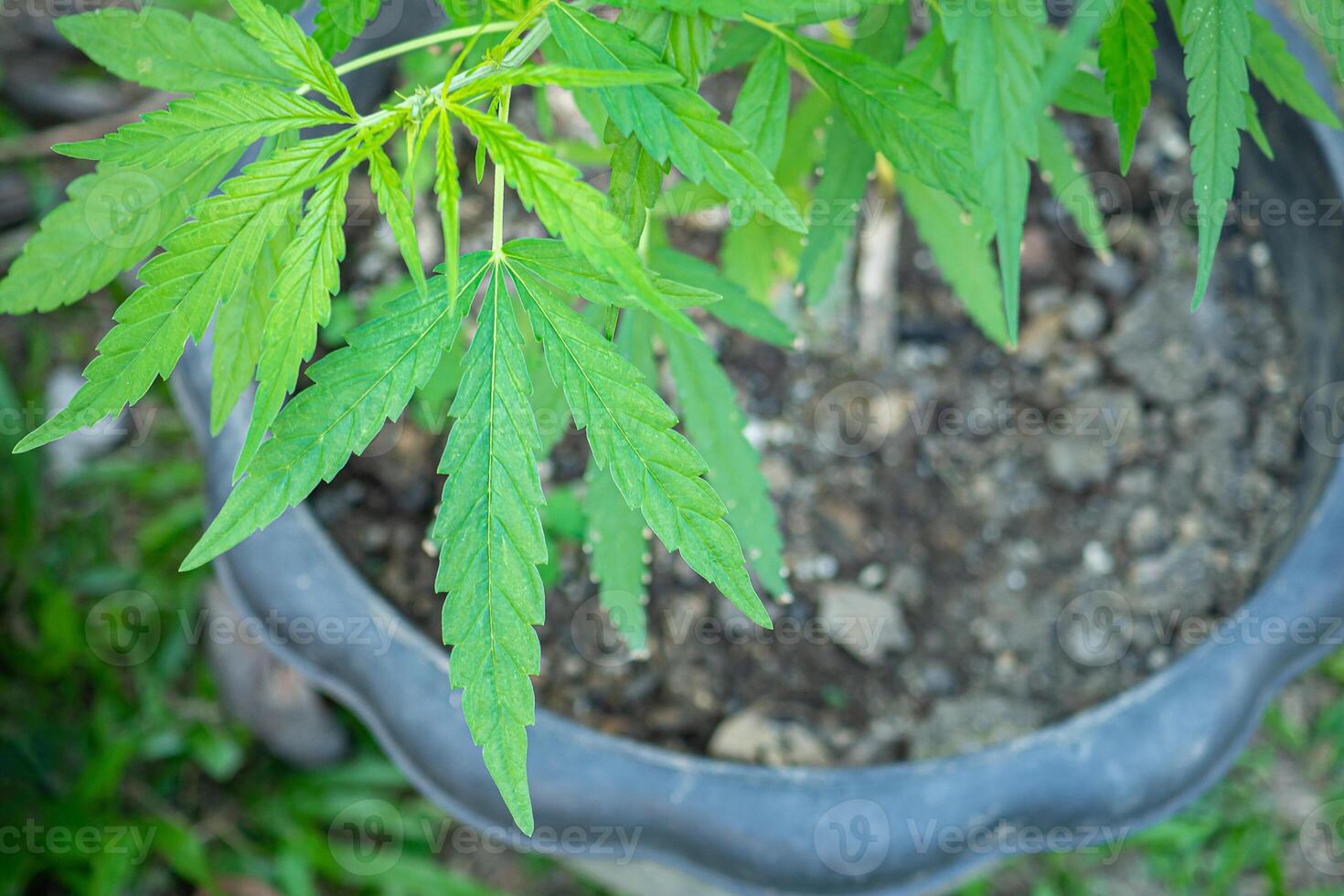 Cannabis plant growing at outdoors marijuana farm. The texture of marijuana leaves. Close-up photo with copy space for text. Concept of cannabis plantation for medical