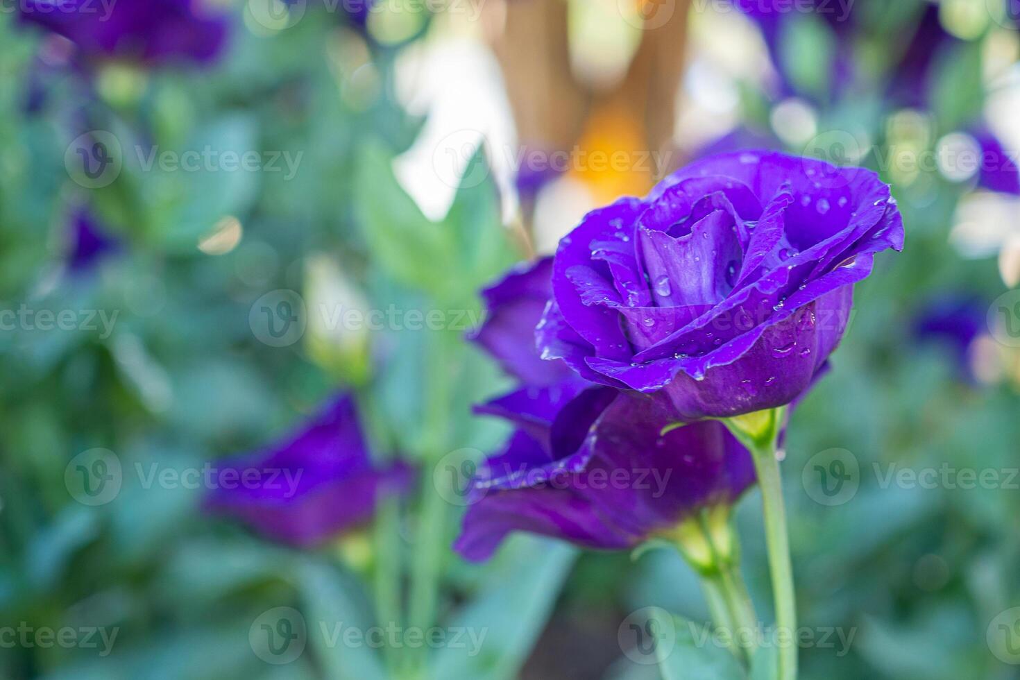 A Close-up of a purple lisianthus flower is blooming in the garden. Nature background with copy space for text photo