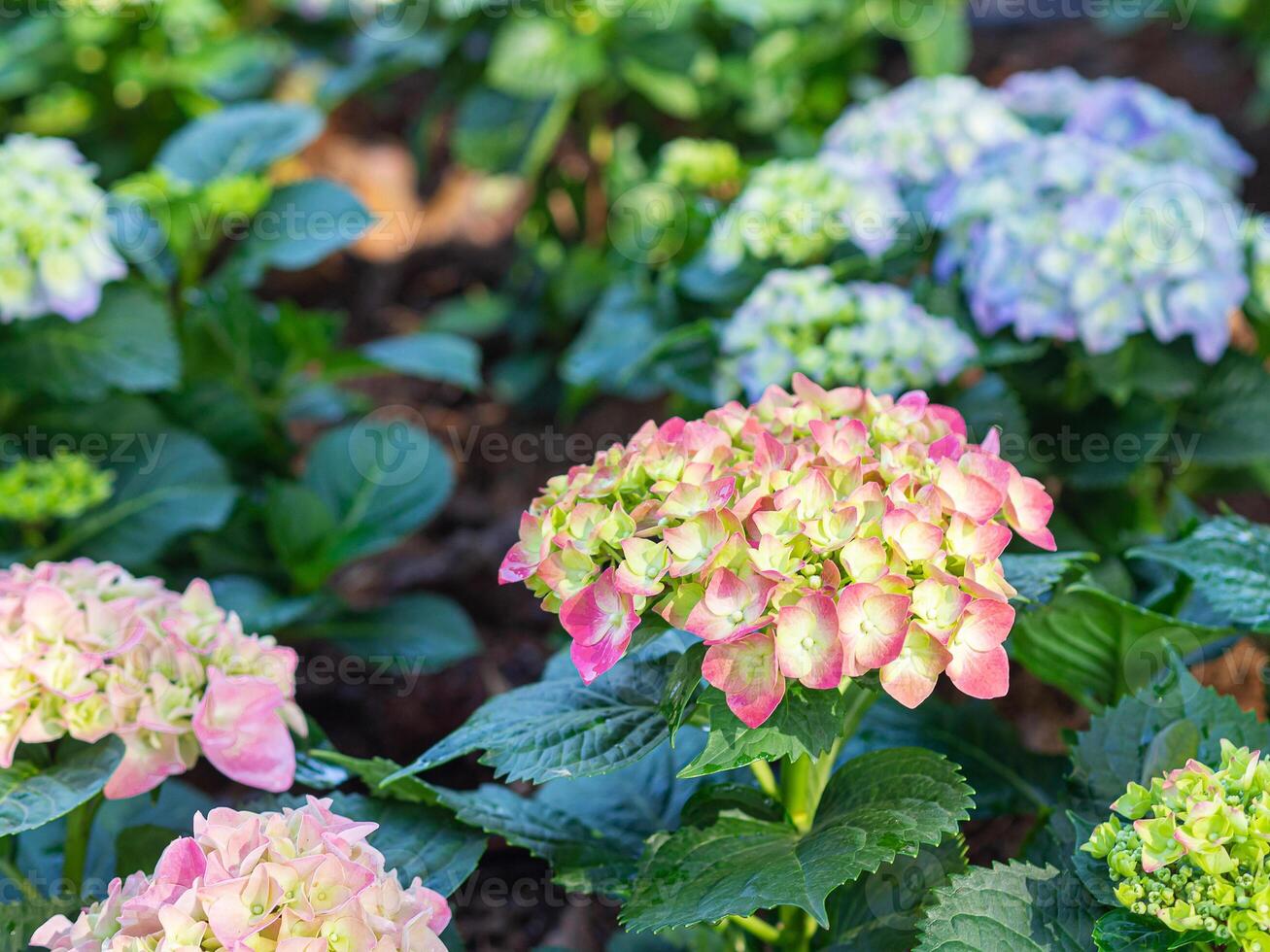 Close-up of pink and blue hydrangea is blooming in a garden. Beautiful bush of hortensia flowers photo