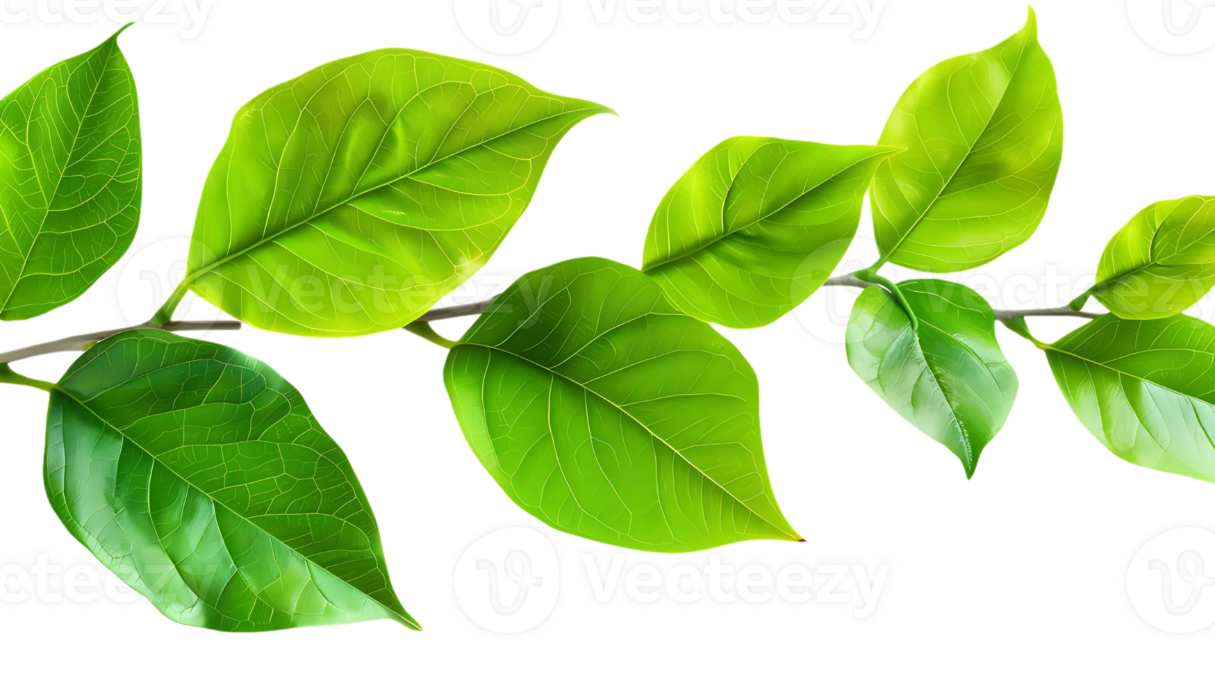 Green Leaf Branch Illustration png