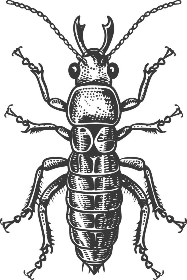 Detailed engraving illustration of a scarab beetle vector