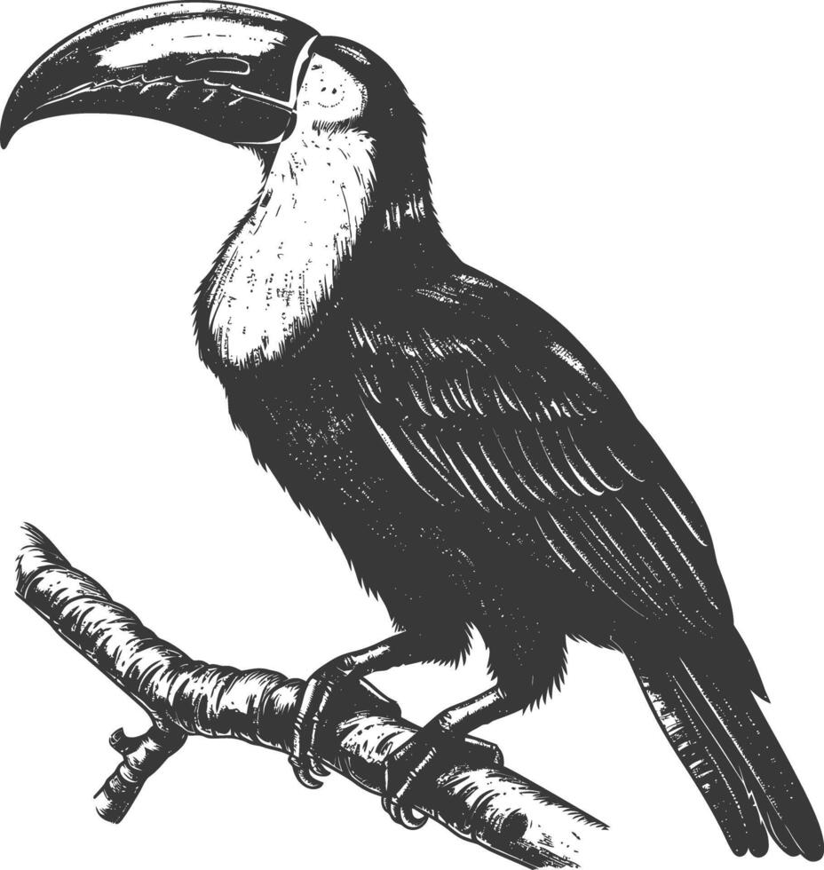 Detailed Sketch of a Tropical Toucan Perched on a Branch vector
