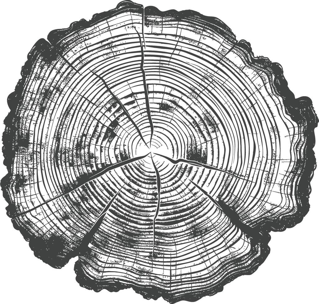 Detailed cross section of a tree trunk showing growth rings vector