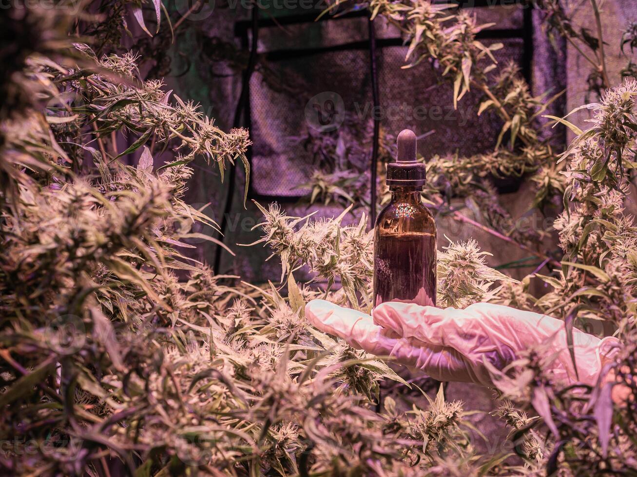 Hand wearing sanitary gloves and a bottle of essential oil made from medicinal cannabis on palm under LED light at an indoor marijuana farm. Concept of cannabis plantation for medical photo