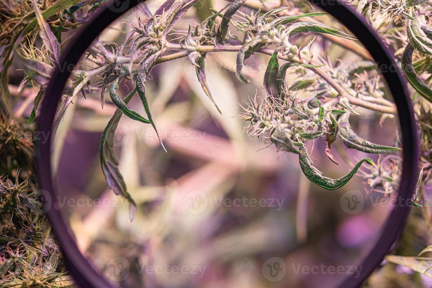 Hand holding a magnifying glass to look at the cannabis buds. Cannabis plants growing at indoor farms use LED light and a deep water culture system. Concept of cannabis plantation for medical photo