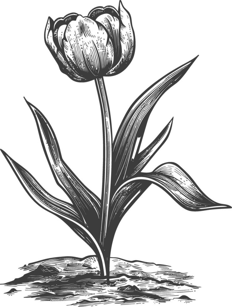 Detailed botanical drawing of a tulip flower with petals and leaves vector