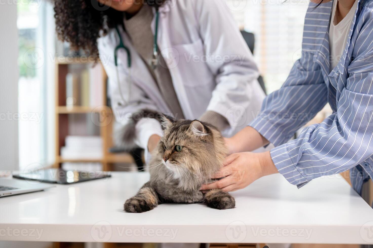 A close-up image of a grumpy fluffy cat on an examination table being inspected by a veterinarian. photo