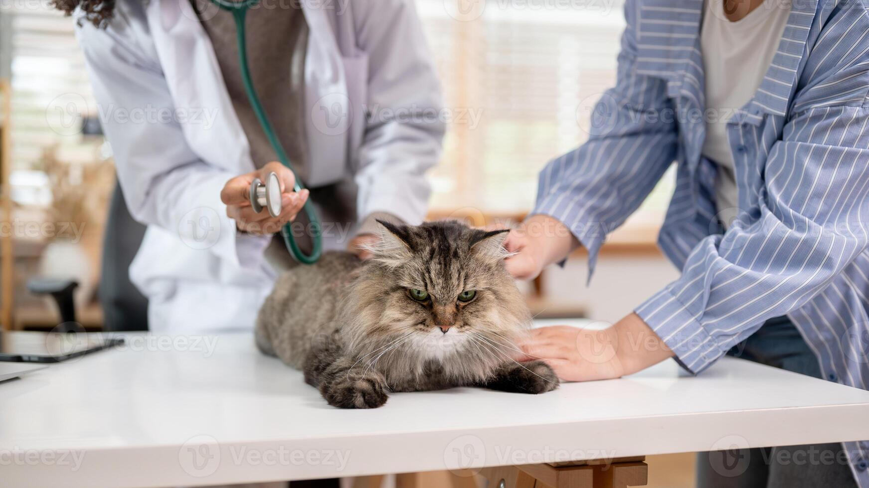 A close-up image of a grumpy fluffy cat on an examination table being inspected by a veterinarian. photo