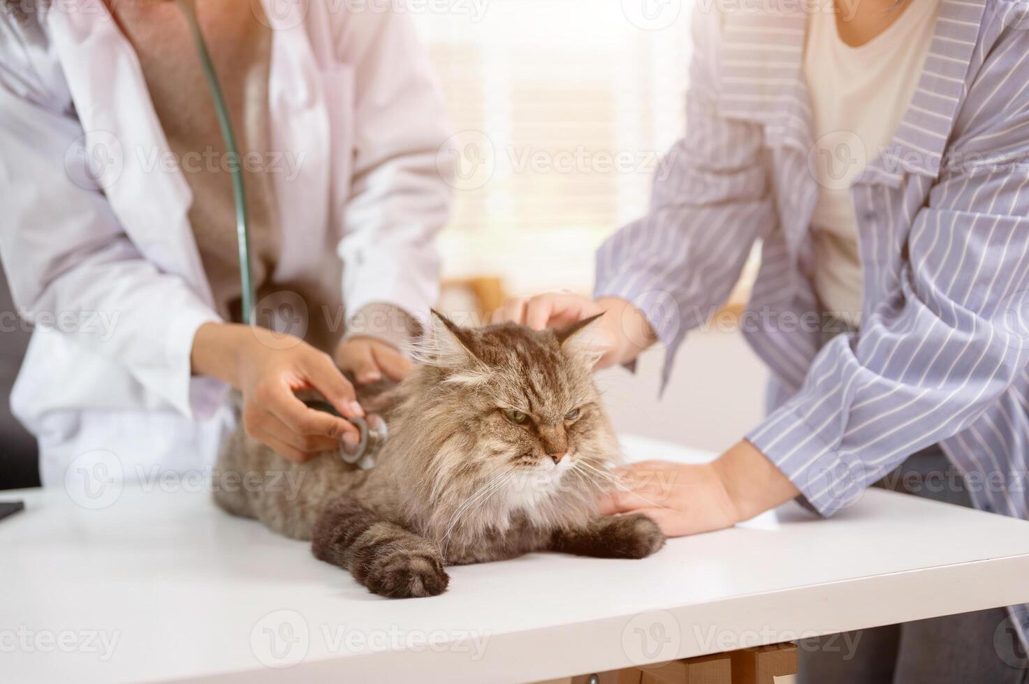 A close-up image of a grumpy fluffy cat on an examination table being inspected by a veterinarian. photo