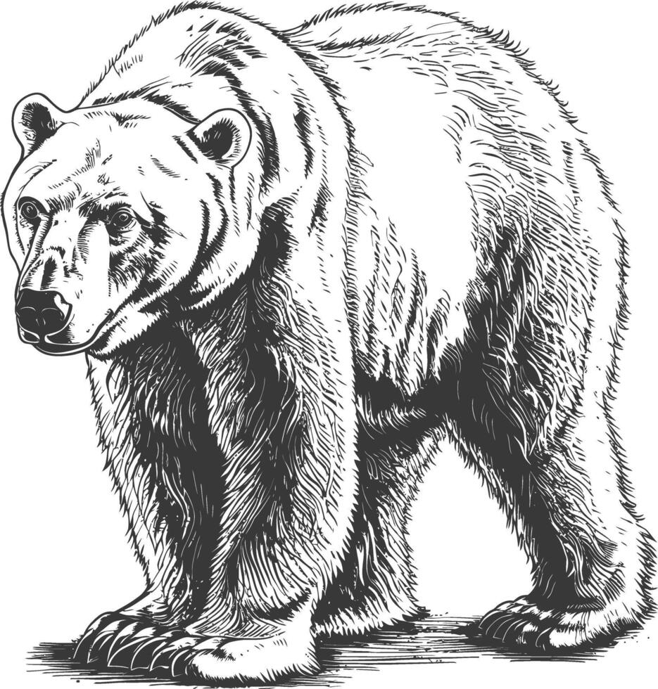 Majestic Bear Sketch, a Detailed Hand-Drawn Illustration of a Powerful Grizzly in the Wild vector