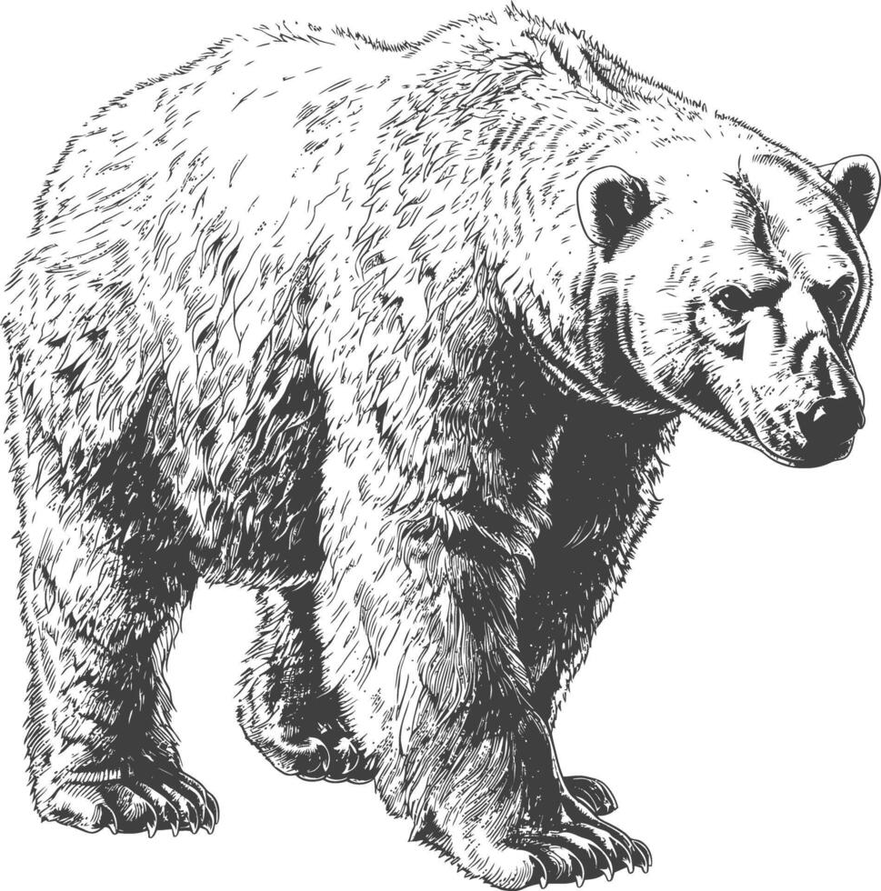 Detailed Sketch of a Powerful Grizzly Bear in Motion vector