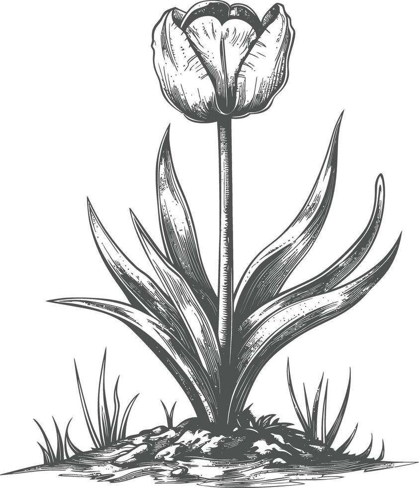 Detailed botanical drawing of a tulip flower in full bloom with leaves and roots vector