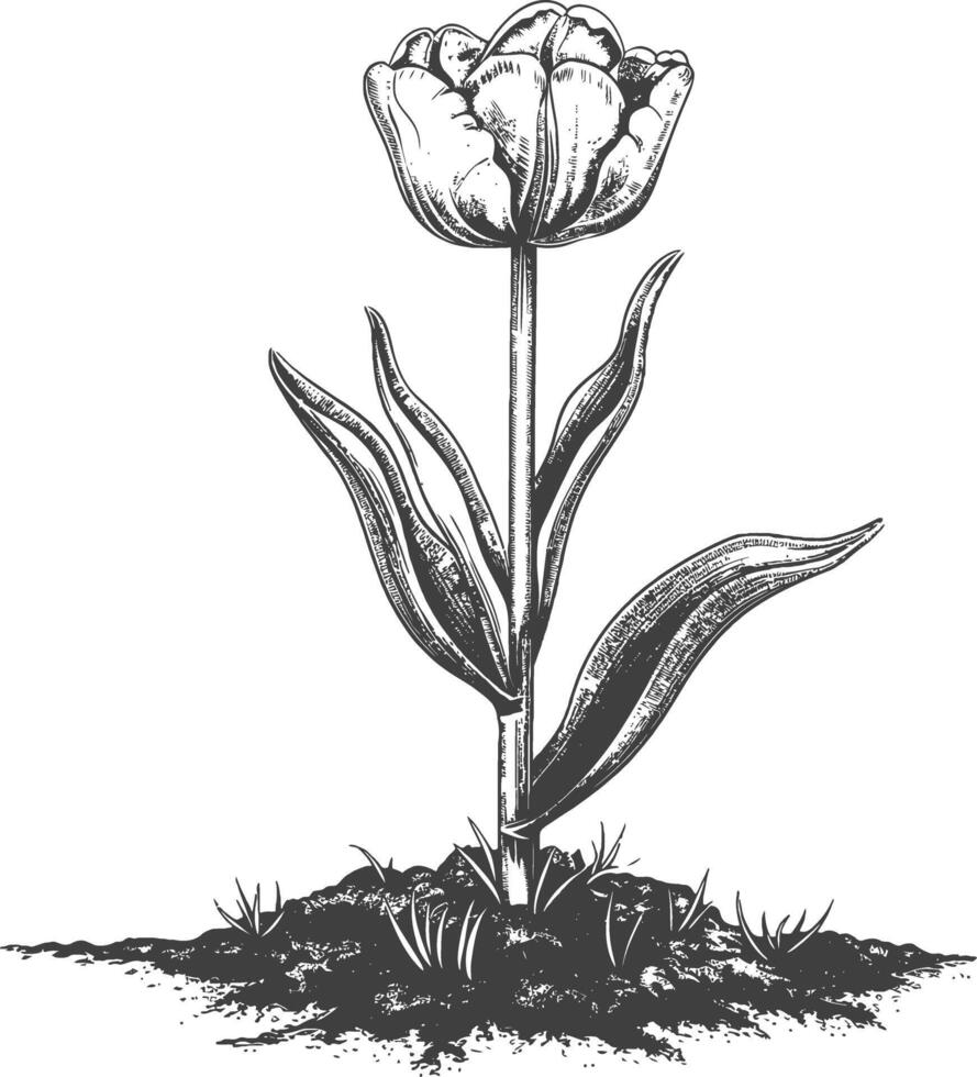 Black and white line drawing of a tulip flower in full bloom with detailed petals and leaves vector