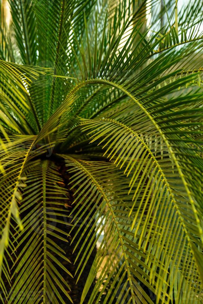 Green palm leaf pattern texture abstract background tropical forest, concept of ecology and destination progress, freedom journey lifestyle jungle background, exotic plant. Summer tropic photo