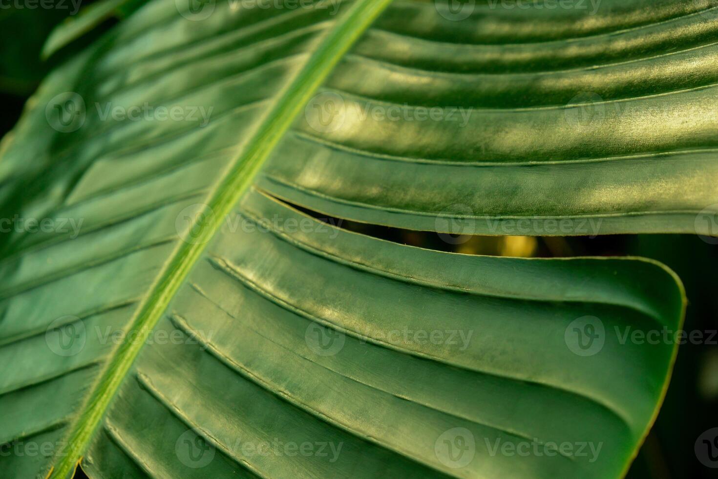 Green palm leaf pattern texture abstract background tropical forest, concept of ecology and destination progress, freedom journey lifestyle jungle background, exotic plant. Summer tropic photo