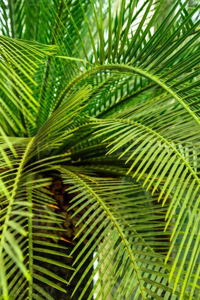 Green palm leaf pattern texture abstract background tropical forest, concept of ecology and destination progress, freedom journey lifestyle jungle background, exotic plant. Summer tropic photo