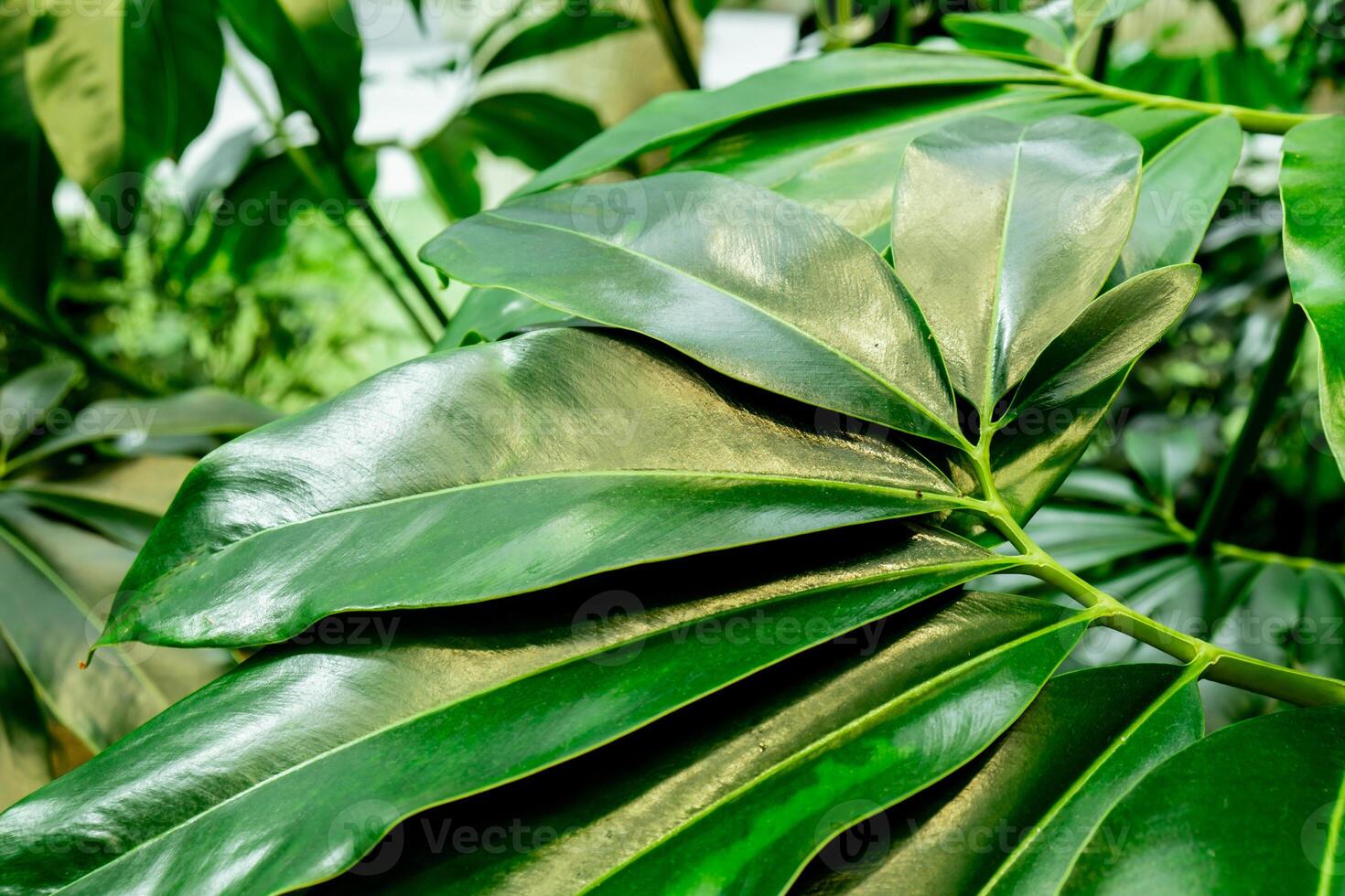 Green palm leaf pattern texture abstract background tropical forest, concept of ecology and destination progress, freedom journey lifestyle jungle background, exotic plant. Summer tropic photo