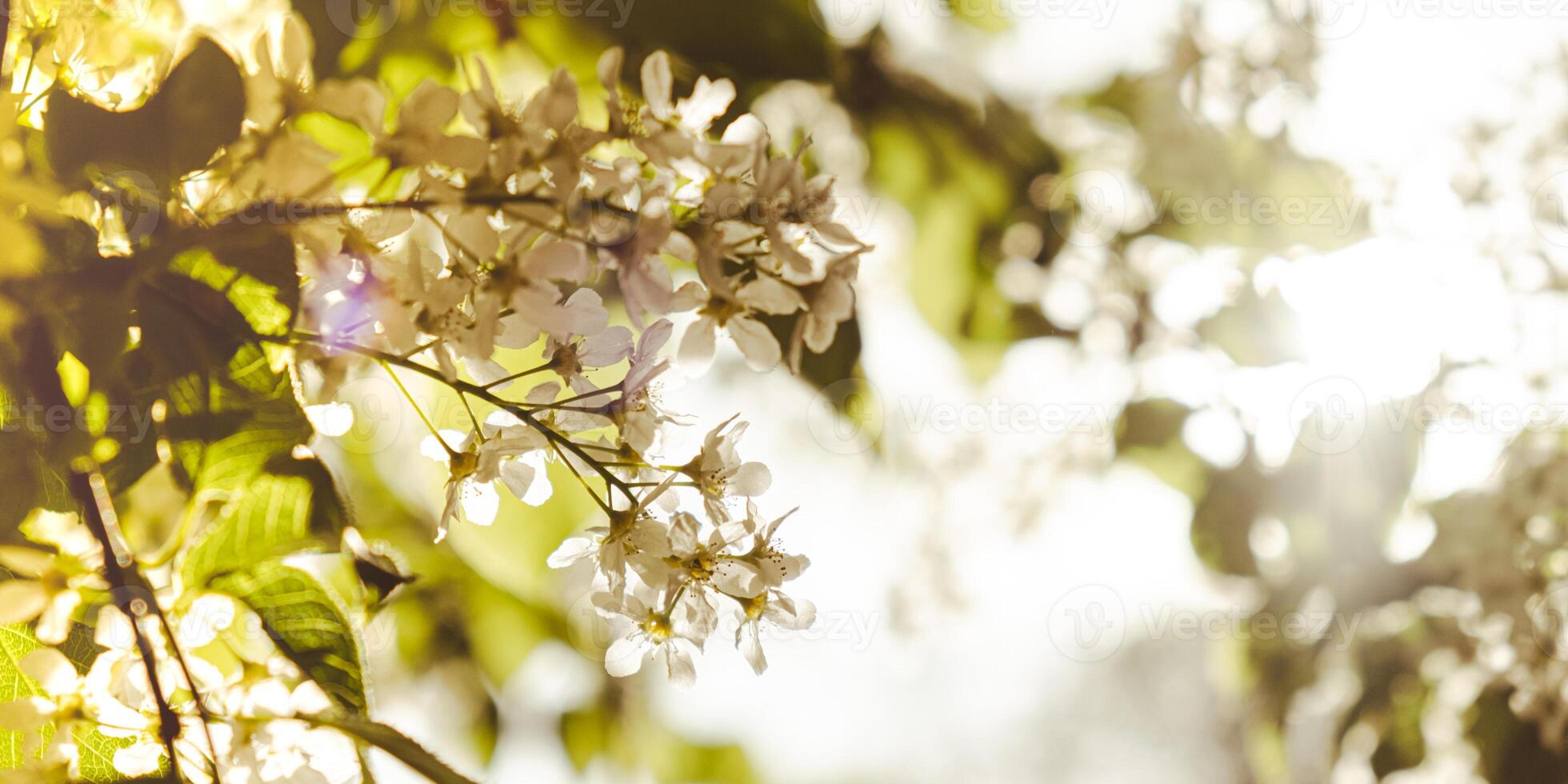 White flowers of cherry blossom on cherry tree close up. Blossoming of white petals of cherry flower. Nature. Bright floral scene with natural lighting. Spring concept Wallpaper background for greeting card. Copy space photo