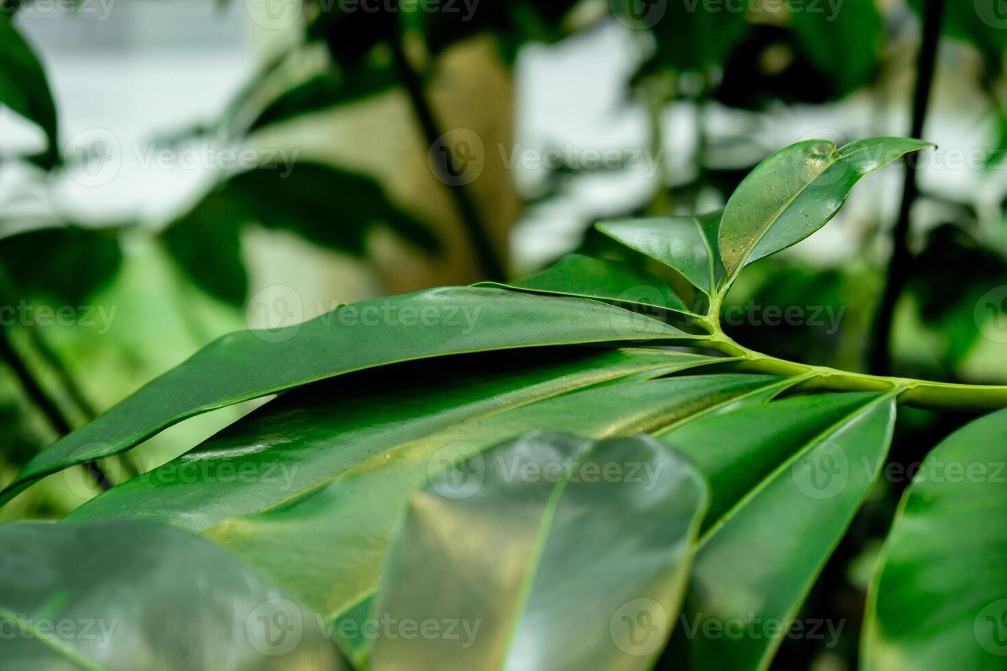 Green palm leaf pattern texture abstract background tropical forest, concept of ecology and destination progress, freedom journey lifestyle jungle background, exotic plant. Summer tropic photo