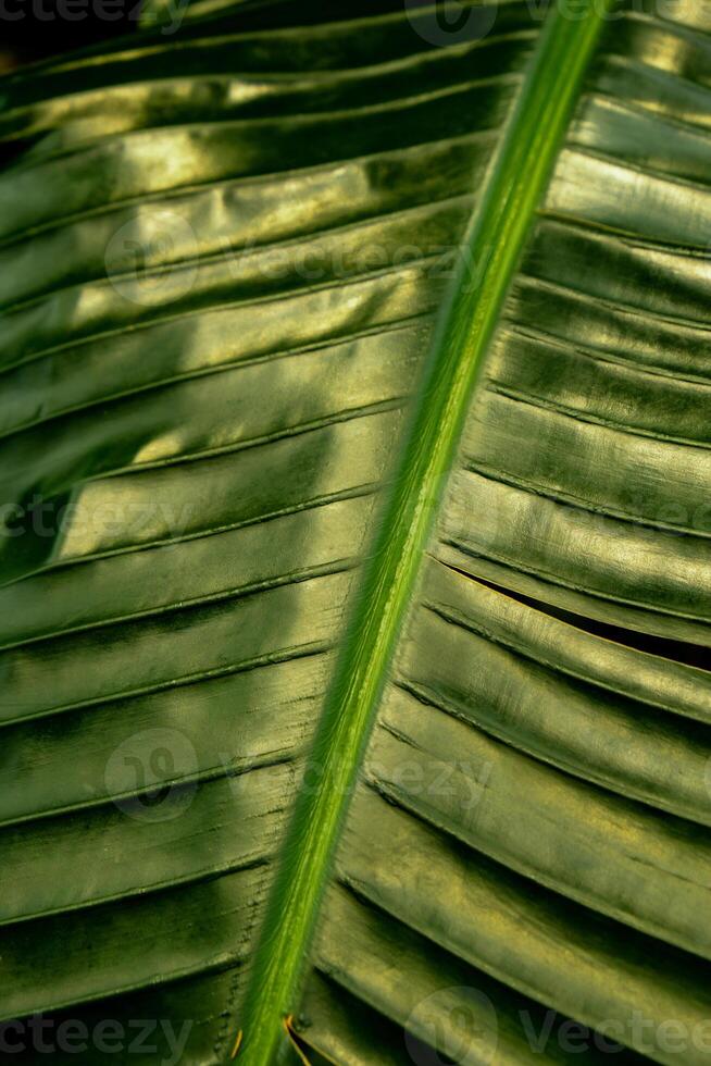 Green palm leaf pattern texture abstract background tropical forest, concept of ecology and destination progress, freedom journey lifestyle jungle background, exotic plant. Summer tropic photo