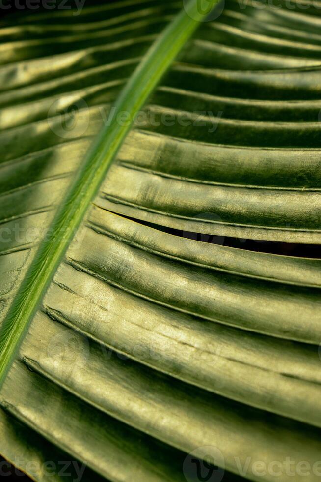 Green palm leaf pattern texture abstract background tropical forest, concept of ecology and destination progress, freedom journey lifestyle jungle background, exotic plant. Summer tropic photo