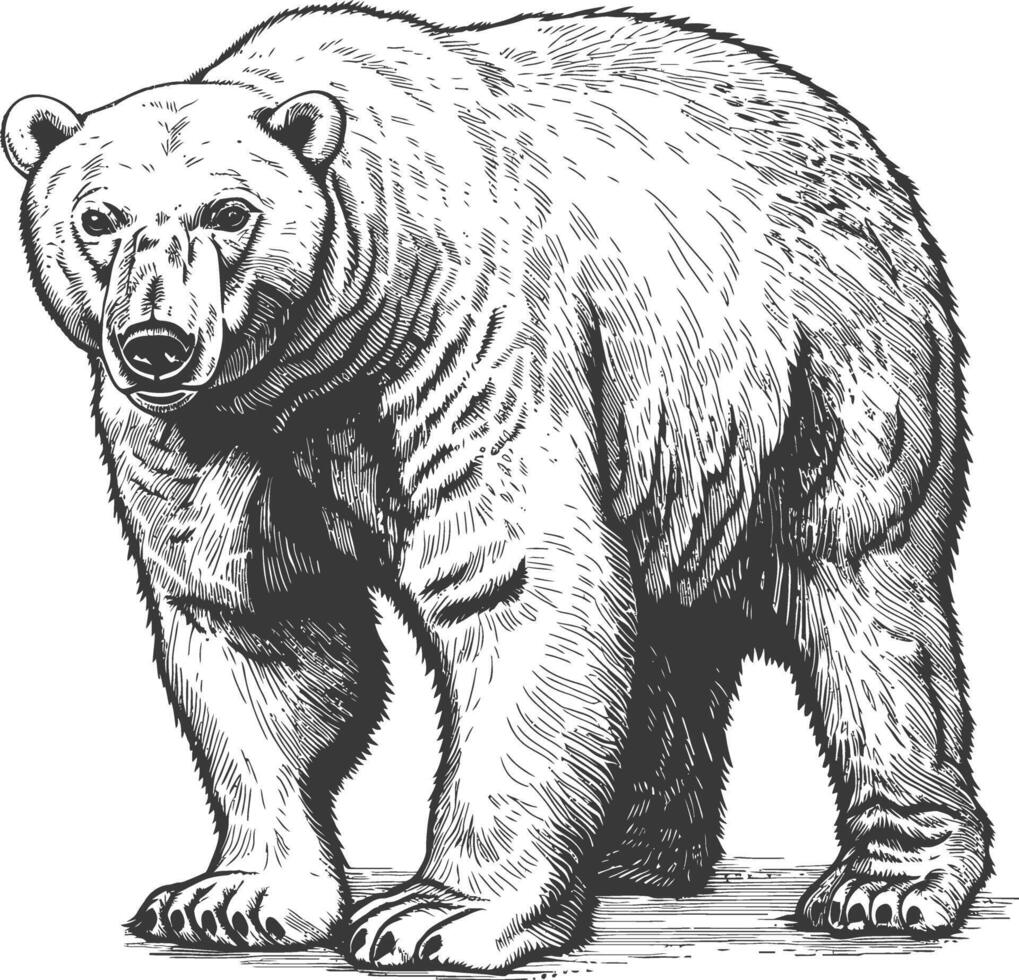 Majestic Polar Bear Etching, a Symbol of Strength and Arctic Wilderness vector