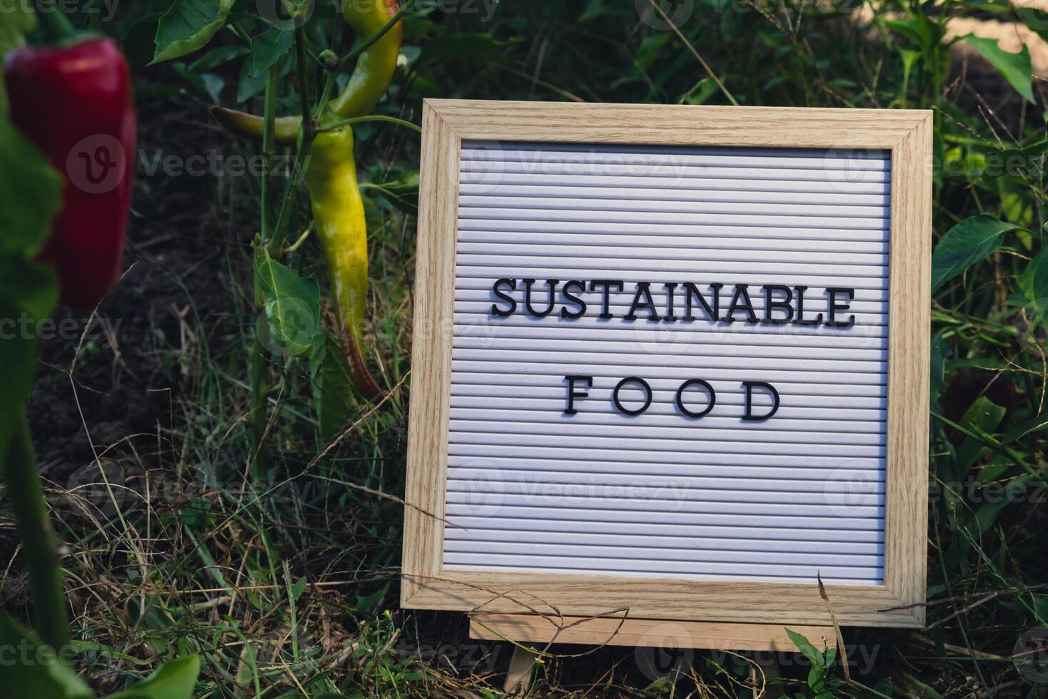 SUSTAINABLE FOOD message on background of fresh eco-friendly bio grown bell pepper in garden. Countryside food production concept. Locally produce harvesting. Sustainability and responsibility photo
