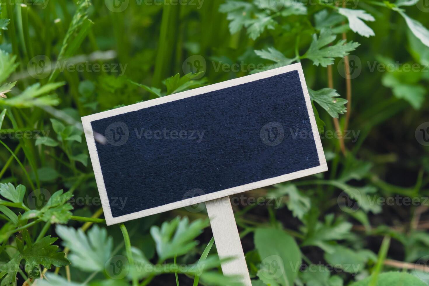 Blackboard empty copy space for advertisement on farm harvesting background of eco-friendly sustainable growth parsley. Place for text template mock up farm core healthy agricultural food produce photo