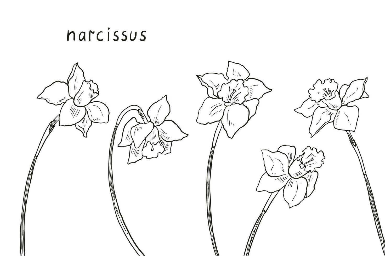 Daffodil flower illustrations set. vector